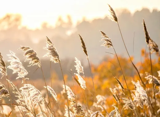 Pampas grass in golden sunlight