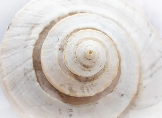 Spiral shell