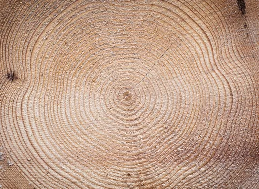 Tree rings